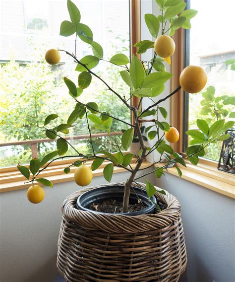 when to water lemon tree using moisture meter|watering lemon trees indoors.